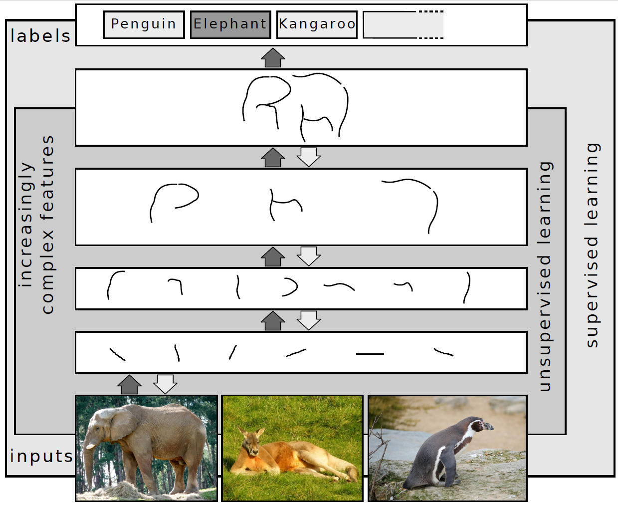 The progression from very simple sketch to a detailed image of an elephant